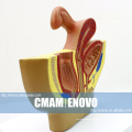 ANATOMY20 (12458) Half Life Size Female Pelvic Cutway Model , Anatomy Models > Male/Female Models > Pelvis Models